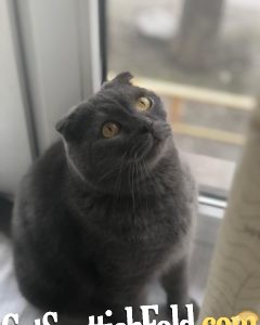 scottish fold blue