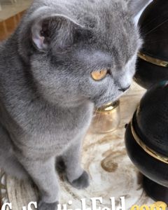 Scottish fold personality