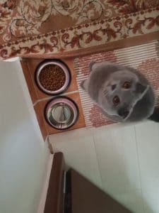 scottish fold eating