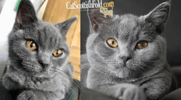 Chartreux vs British Shorthair Cats