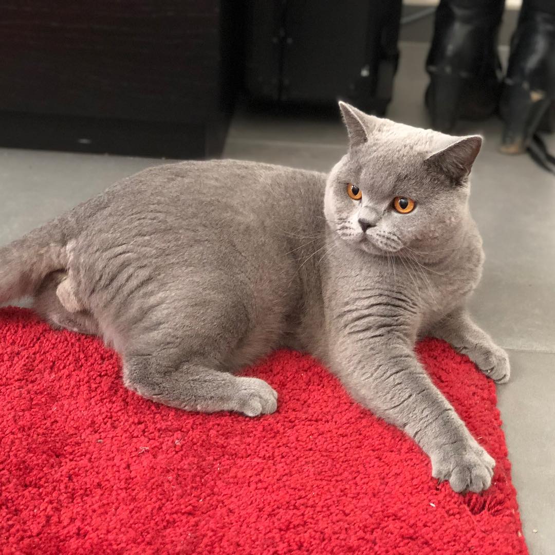 Five reasons you will fall in love with British Shorthair Tabby