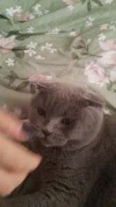 british shorthair cat biting