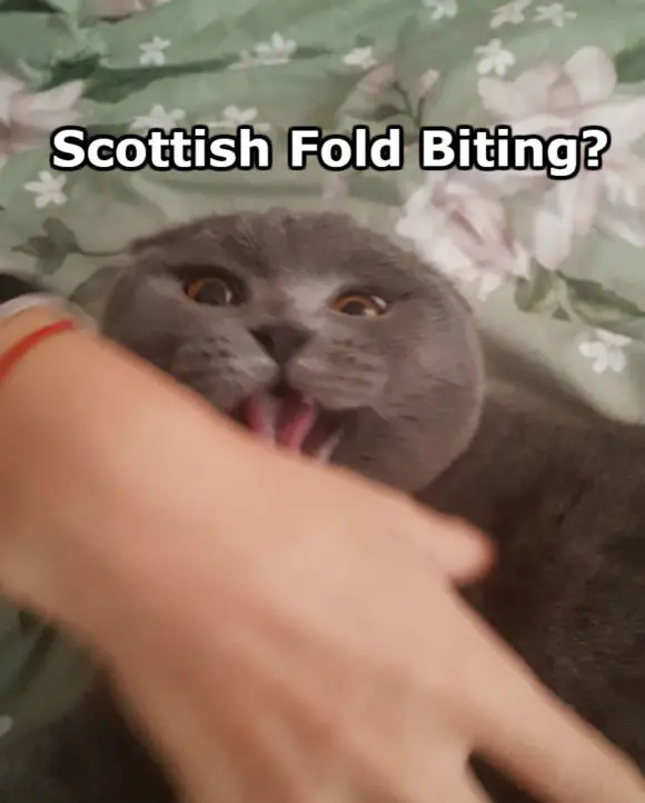 Scottish Fold Bites You? 10 Tips to Prevent Biting Problems