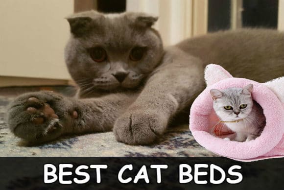 Best Beds and Sleeping Tips for your Scottish Fold Cat