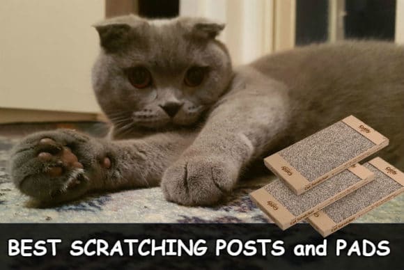 Best Scratching Posts and Pads for your Scottish Fold