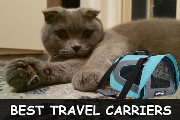 What Kind of Cat Carrier Do Scottish Folds need?