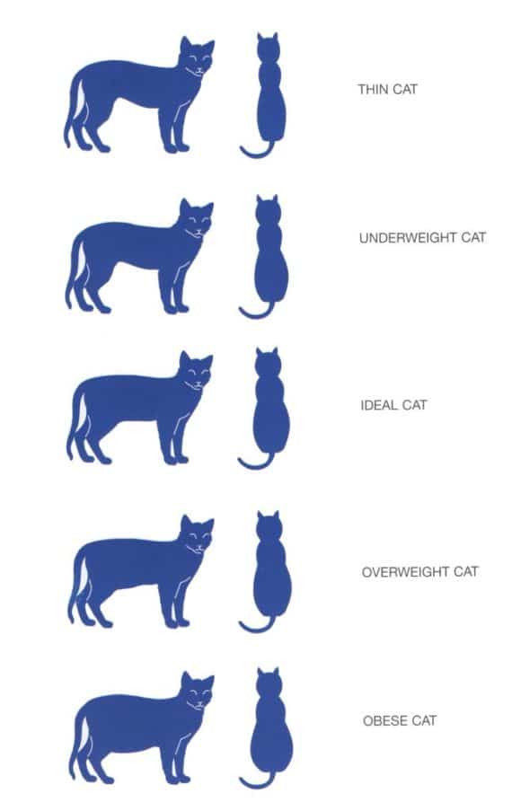cat weights weights levels