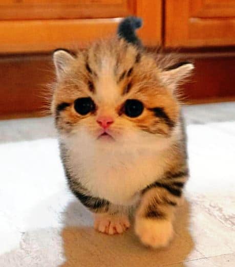 All you need to know about Scottish Fold Munchkin