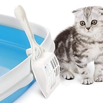 Best Litter Box for Scottish Folds – A Complete Guide