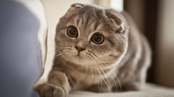 Are Scottish Folds indoor cats? How to keep them safe, healthy and happy