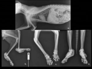 scottish fold x-ray joint pain