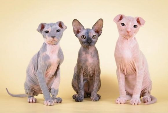 6 Cats with Curly Ears – Why the curly ears?