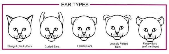 curly ears cats