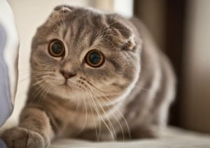 scottish fold