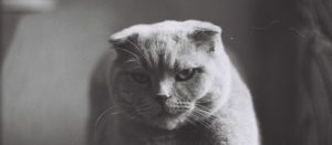 scottish fold life expectancy