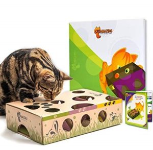 scottish fold maze toy