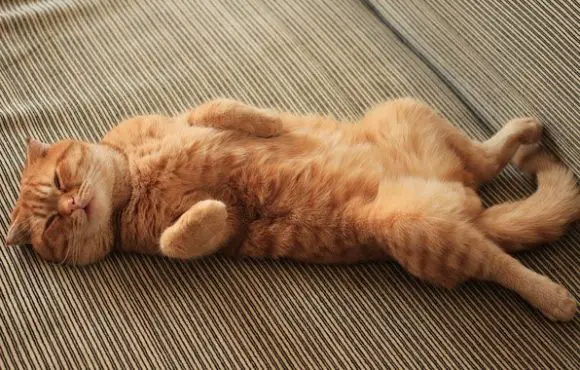 Are Scottish Folds Lazy? What’s the laziest breed?