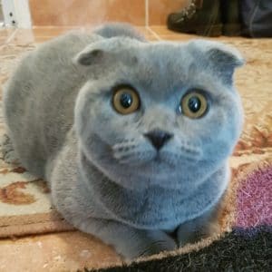 scottish fold train