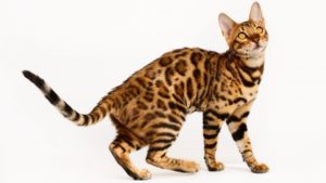 bengal cat