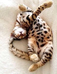 bengal cat mix