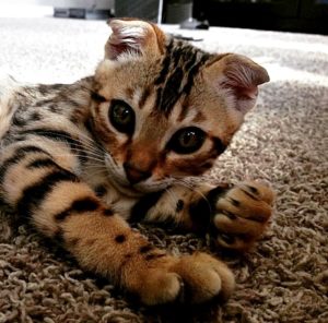 bengal kitten