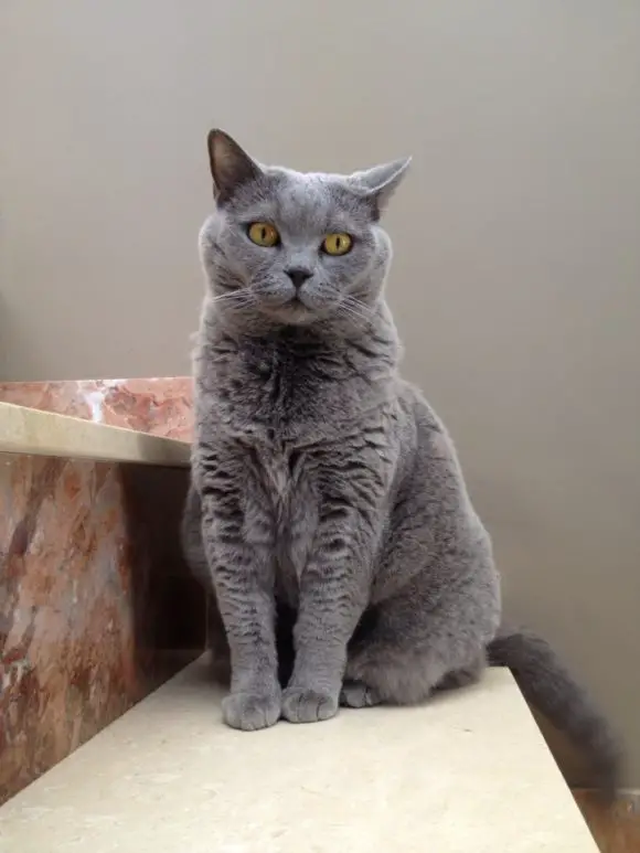 Best Toys for a British Shorthair Cat and How to Choose Them