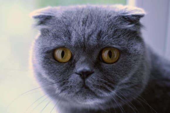 Scottish fold Genetic Testing and Tests Available