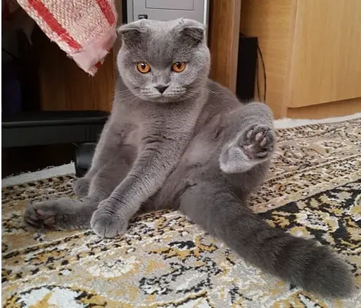 All about Scottish Fold Positions
