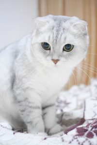 white scottish fold tabby